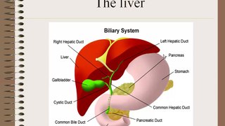 Ultrasound of the Liver