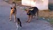 Cats and dogs funny videos cool cat Cat wins two Dogs funny animals