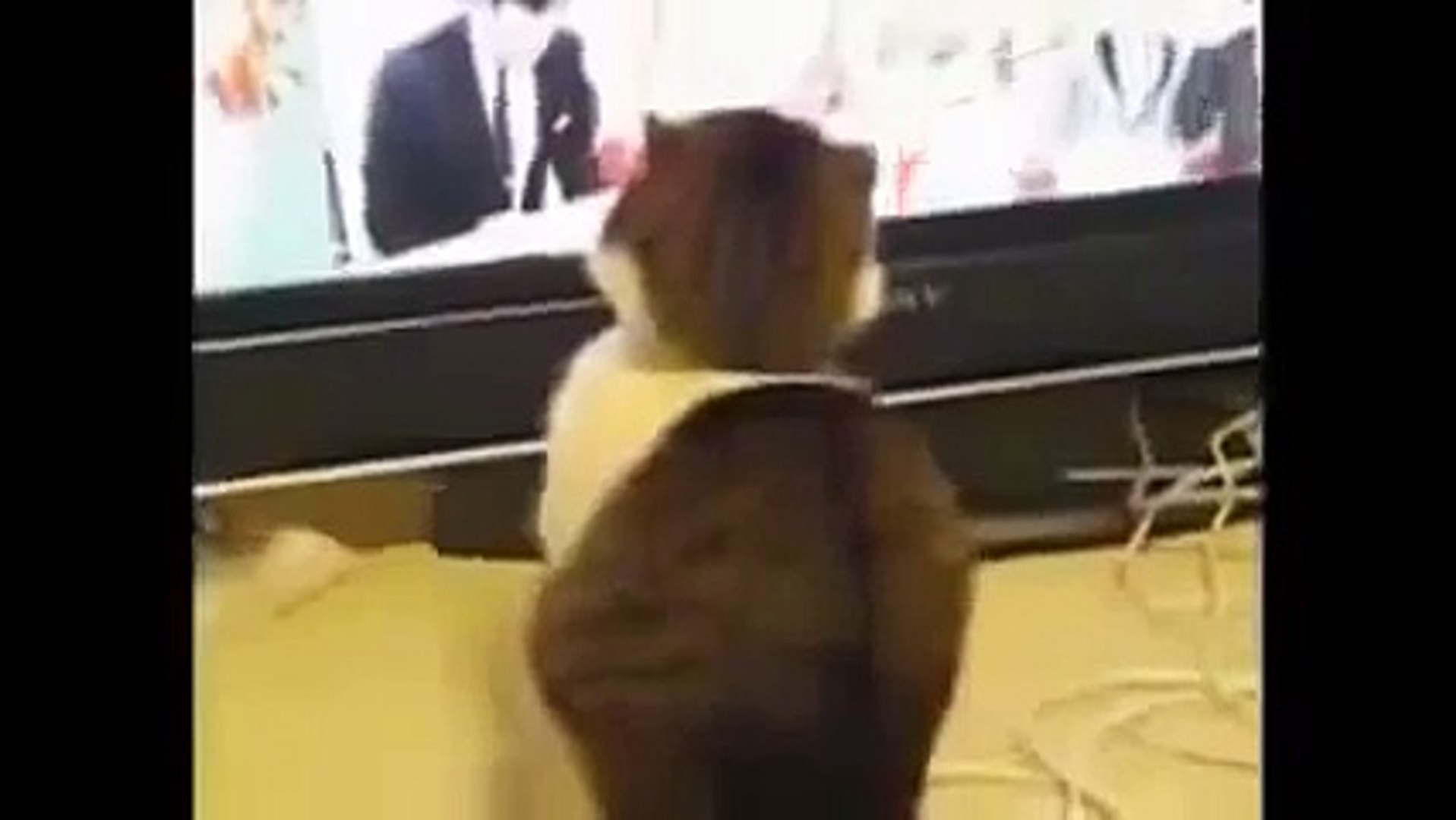 Funny Animal Videos, funny cats, funny cat videos