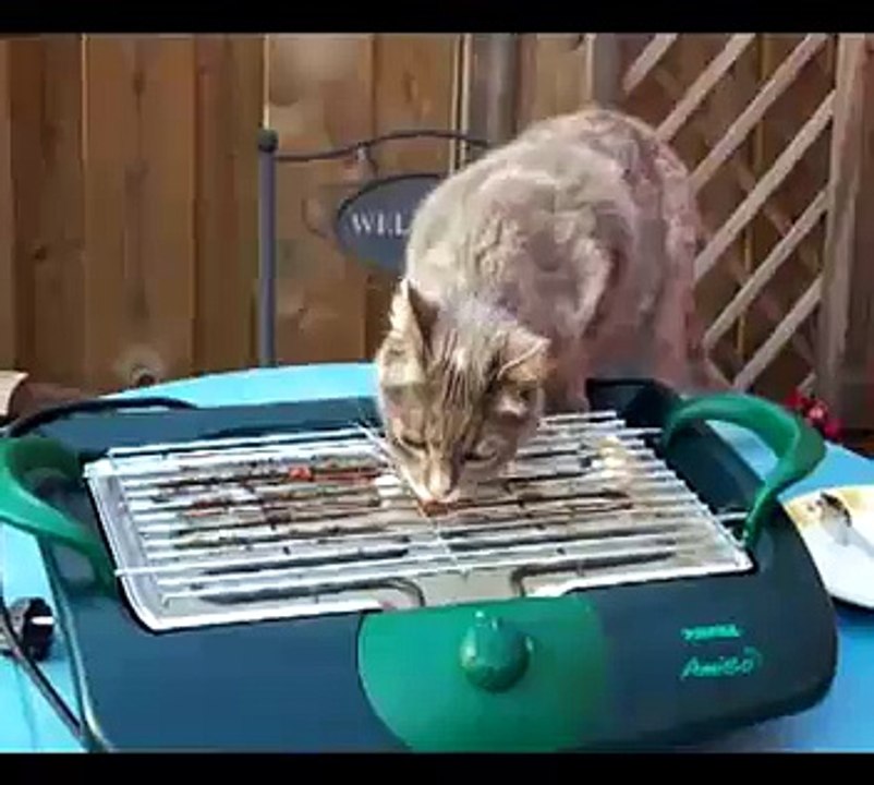 Cat on BBQ