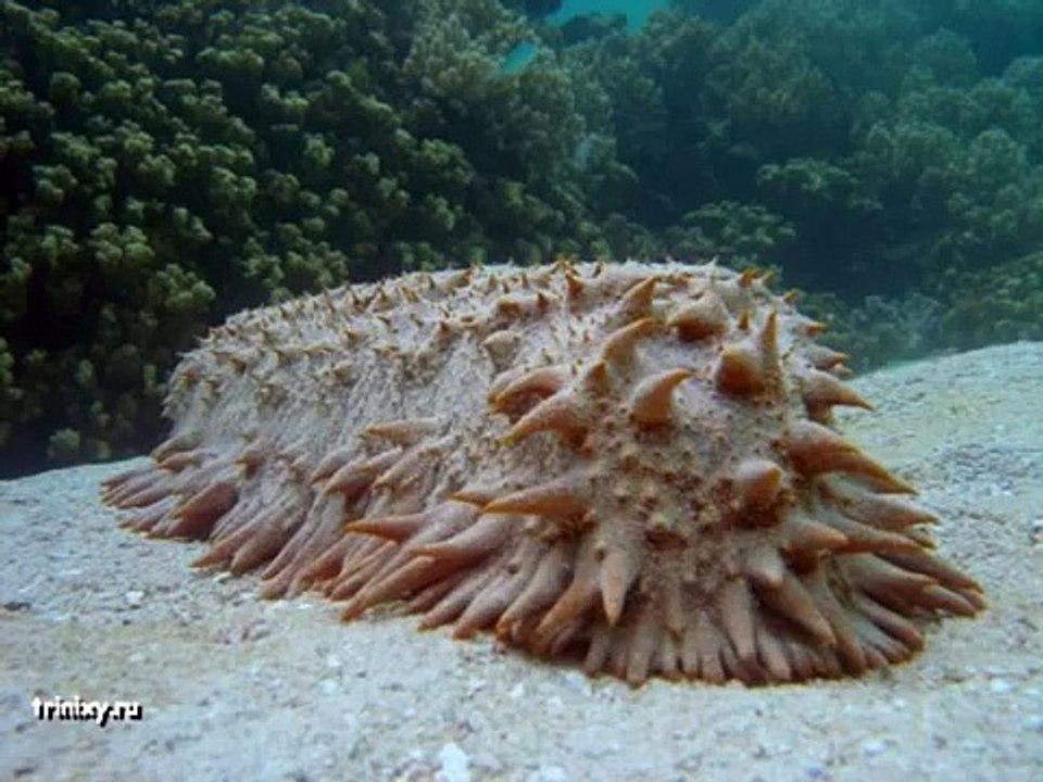 Weirdest creatures in the planet