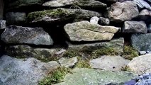 Robert E Fuller: Weasel Kits rushing through hole in drystone wall