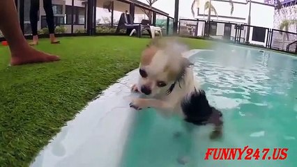 Top Funny Videos Swimming Chihuahua !!!