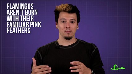 Why Are Flamingos Pink