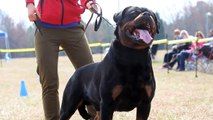 Imperator vom hause Zschammer - Rottweiler stud male in Russia - AIRK Sieger USA 2014