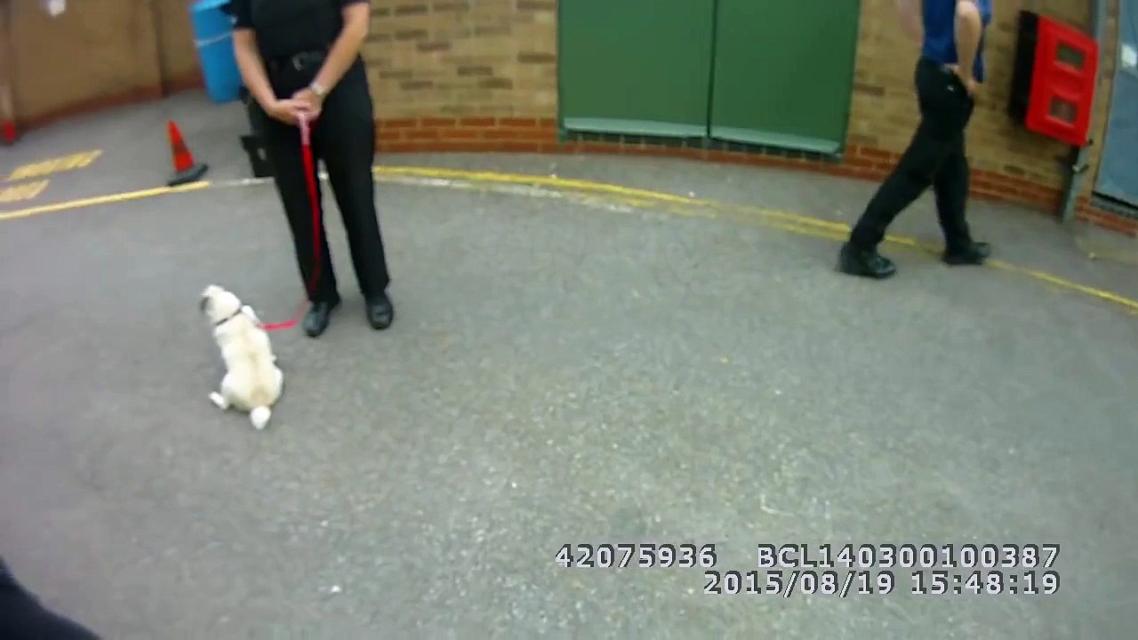 Pug reunited with owner