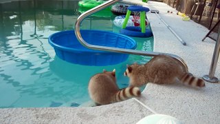 Raccoon swims in pool