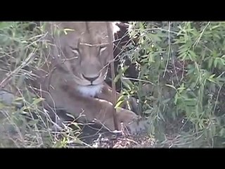 Mother Lioness Licking Her Cubs