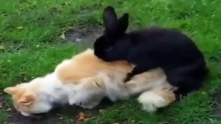 Funny Animal Videos funny fail video 2014 Part2
