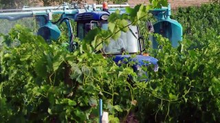 [Innovation] EvaSprayViti, réduction de la pulvérisation de phytosanitaire en viticulture