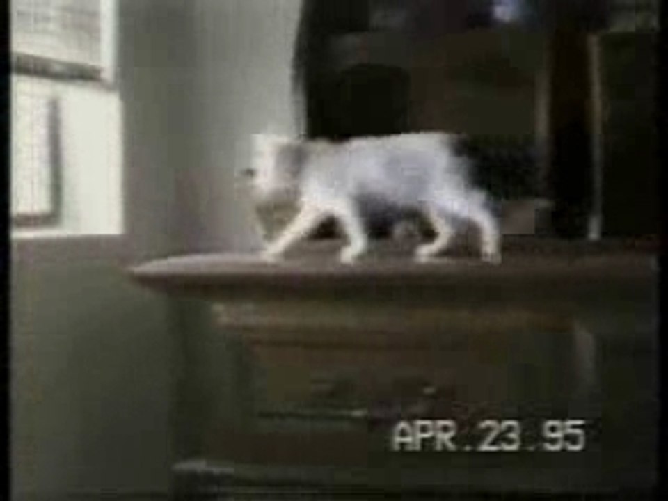 Chats amusants (vidéo drôle)