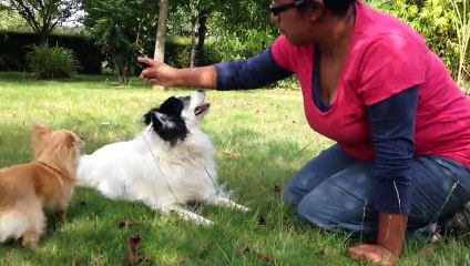 little's papattes family