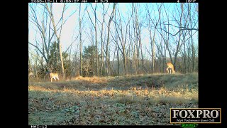 How Shed Antlers Can Help Plan Strategies For Deer Hunting