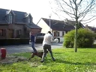 béber drésse le chien