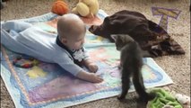 Funny Videos-Funny Animals-Funny Cats-Funny Dogs-Videos Funny Dogs and Cats and babies 2015 HD