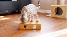 Bengal cat playing his new toy   peek the ball
