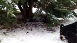 Snö idag och våra 8 veckor gamla Tibetanska mastiff valpar har roligt