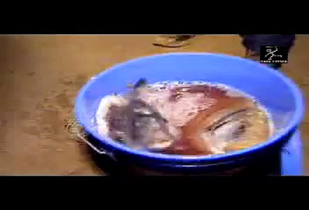 Canal Caza y Pesca Esparidos Sargos y Doradas 3