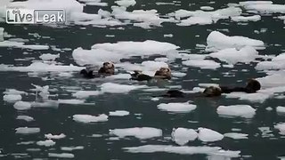 Otters Chilling Ice
