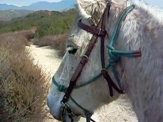 Horseback riding in the mountains...