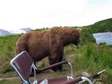 Close Encounter with a Brown Bear by Drew Hamilton