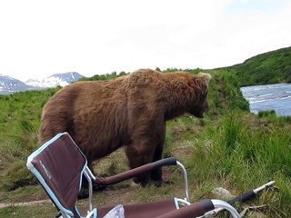 Close Encounter with a Brown Bear by Drew Hamilton