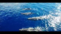 An Unbelievable Aerial View of Sperm Whales Off California Coast