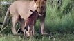 Lion decides not to kill baby calf, but to protect it!
