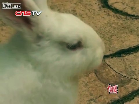 Paralyzed rabbit learns to walk on two legs