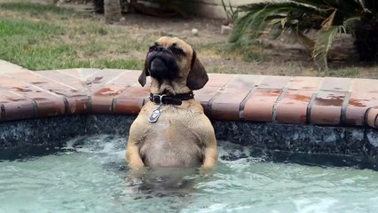 Dog LOOOOVES the hot tub