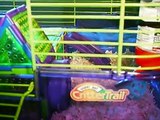 Robo hamsters Chillie and gizmo in there crittertrail cage