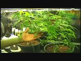 Mr Green Cultivando Marihuana (MOTA) Parte 6 de 9