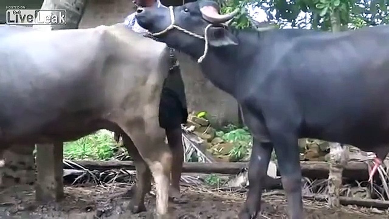 Bull vs cow