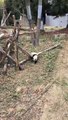 Playful Panda Takes a Tumble After Lunch