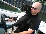 Onyx our Black Boxer Dog Driving his new Boat so cute!!!