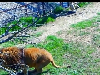 Releasing lions in the big open air enclosure in Taigan safari park
