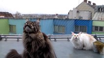 Cute Maine Coons chattering at city birds