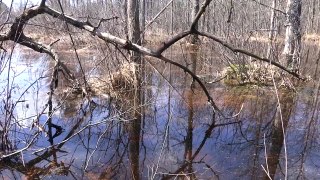 Western Chorus Frogs