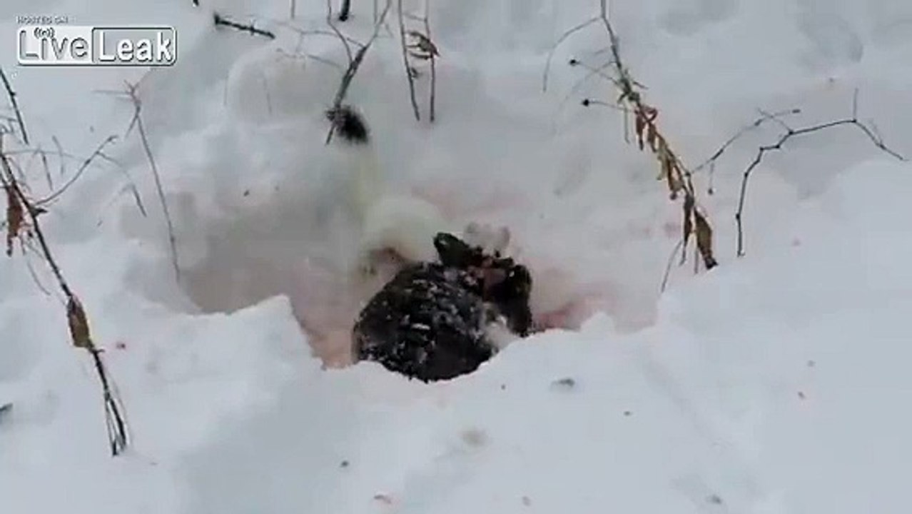 Viciuos Weasel killing a Rabbit