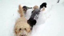 Dogs Prance Through Snow After Blizzard