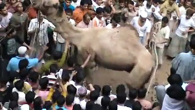 Camel Injured People before Getting Slaughtered