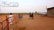 Over Excited Horse Flips over the Railing