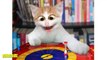 Funny Cat Pics - Cute Cats