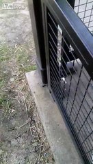 Thug life gets shot in drive-by shooting