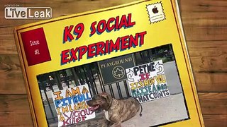K9 Social Experiment