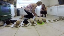 Labrador Puppies weaning for the first time