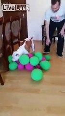 A nervous and playing lover dog