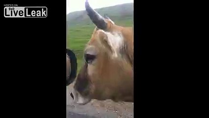 Running cow followed the car