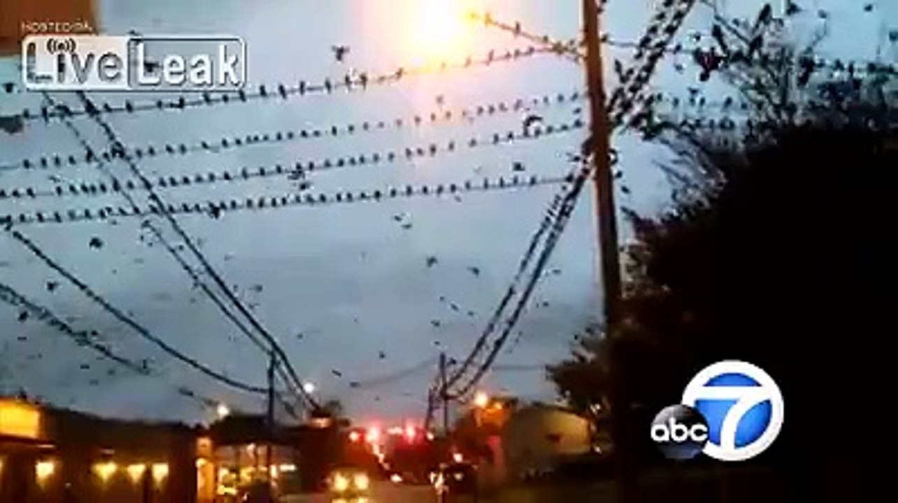 Flocking cool