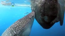 Whale shark sucks fish out of hole in fishing net